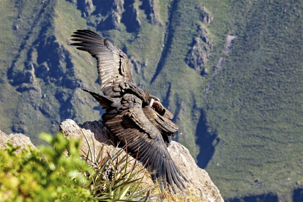 Two condors on rocks with wings moving in front of the mountain landscape, The Andean condor (Vultur gryphus) at the Colca Canyon in Peru