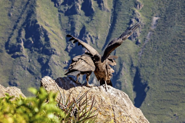 Condors on rocks during wing lifting in front of a mountain backdrop, The Andean condor (Vultur gryphus) at Colca Canyon in Peru