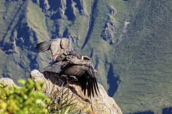 Condors on rocks with outstretched wings in front of a mountain landscape, The Andean condor (Vultur gryphus) at Colca Canyon in Peru