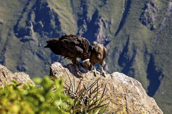 Condors on rocks in a mountainous environment with green plants in the foreground, The Andean condor (Vultur gryphus) at the Colca Canyon in Peru