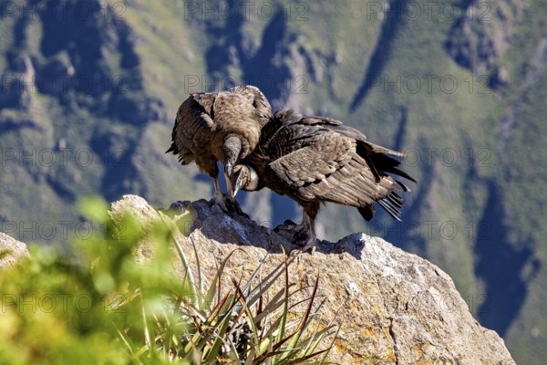 A pair of condors shows proximity on a rock in a natural environment, The Andean condor (Vultur gryphus) at Colca Canyon in Peru