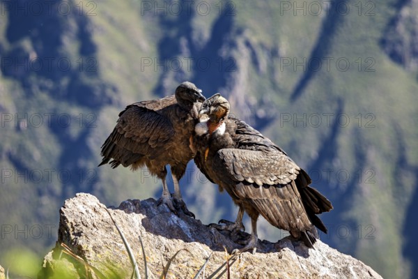 Two condors standing close together on a rock in the middle of a mountain backdrop, The Andean condor (Vultur gryphus) at Colca Canyon in Peru