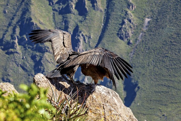 Condors with outspread wings on a rock in front of a mountain background, The Andean Condor (Vultur gryphus) at the Colca Canyon in Peru