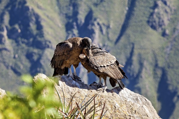 A pair of condors standing closely together on a rock in front of a mountain landscape, The Andean condor (Vultur gryphus) at the Colca Canyon in Peru