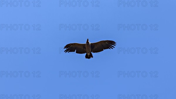 A condor can be seen from below with outstretched wings in the clear blue sky, The Andean condor (Vultur gryphus) at the Colca Canyon in Peru
