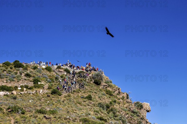 Viewpoint on a green rock with people watching the sky while birds fly, tourists at Crux de Condor to see the Andean condor (Vultur gryphus) at Colca Canyon in Peru