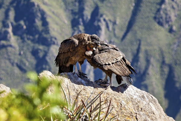 A pair of condors cuddling closely on a rock, surrounded by a green mountain landscape, The Andean condor (Vultur gryphus) at the Colca Canyon in Peru