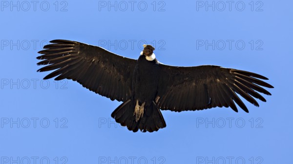 Close-up of a condor with outstretched wings in the blue sky, The Andean condor (Vultur gryphus) at Colca Canyon in Peru