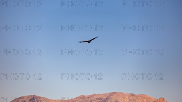 A condor hovers in the sky in front of a mountain horizon at sunset, The Andean condor (Vultur gryphus) at Colca Canyon in Peru