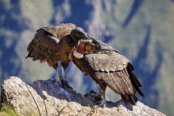 A pair of condors standing close together on a rock against a green mountain backdrop, The Andean condor (Vultur gryphus) at Colca Canyon in Peru