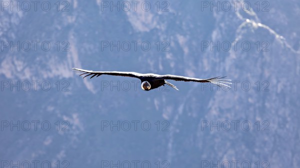 A condor flies with outstretched wings over a mountain landscape under a blue sky, The Andean condor (Vultur gryphus) at the Colca Canyon in Peru