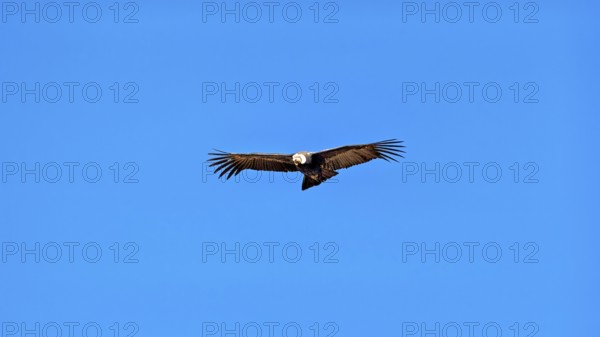 A condor glides with outstretched wings in the clear blue sky, The Andean condor (Vultur gryphus) at the Colca Canyon in Peru