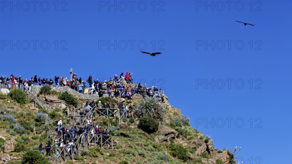 A group of people on a rocky viewpoint watch the birds in the sky, tourists at Crux de Condor to see the Andean condor (Vultur gryphus) at Colca Canyon in Peru