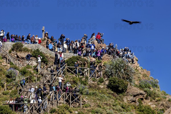 Dense crowd on a steep cliff with birds flying over a sunny sky, tourists at Crux de Condor to see the Andean condor (Vultur gryphus) at Colca Canyon in Peru