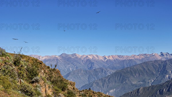 Majestic mountain landscape with condors crossing the blue sky, The Andean condor (Vultur gryphus) at the Colca Canyon in Peru