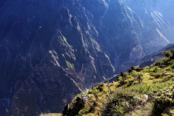 Mountains and a deep gorge with green vegetation under bright sunlight, The mountains and valleys of the Colca Canyon in Peru