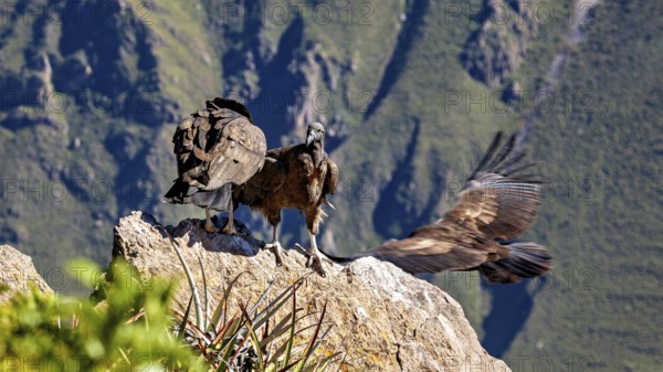 Two condors on a rock, one spreading its wings, surrounded by mountains, The Andean condor (Vultur gryphus) at the Colca Canyon in Peru