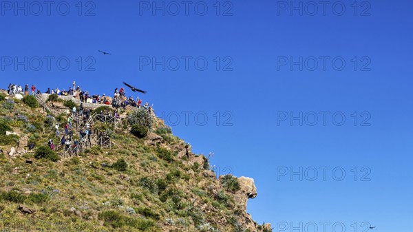 People on a cliff enjoying the view under a clear blue sky with birds in flight, tourists at Crux de Condor to see the Andean condor (Vultur gryphus) at Colca Canyon in Peru