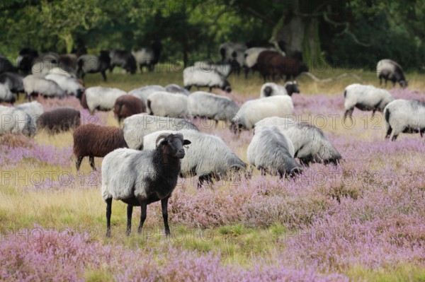 Heidschnucken eating in the midst of the blooming Lüneburger Heide, Lower Saxony, Germany