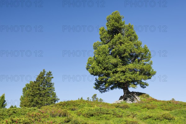 Old pine on Engstlenalp in Gental, Canton of Bern, Switzerland