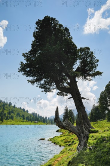 Old pine on Engstlenalp in Gental, Canton of Bern, Switzerland