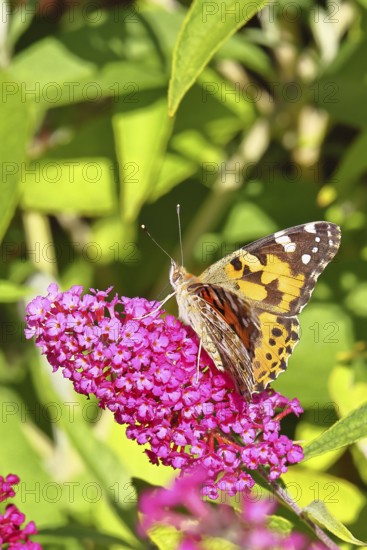 Thistle butterfly (Vanessa cardui) on a Buddleja davidii flower, Wilnsdorf, North Rhine-Westphalia, Germany