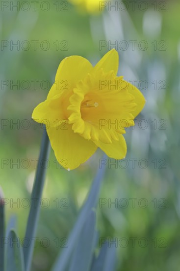Daffodil (Narcissus), yellow flower in a garden, close-up, Wilnsdorf, North Rhine-Westphalia, Germany