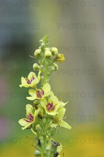 Dark mullein (Verbascum nigrum), flowers, inflorescence, in a natural garden, close-up, Wilnsdorf, North Rhine-Westphalia, Germany