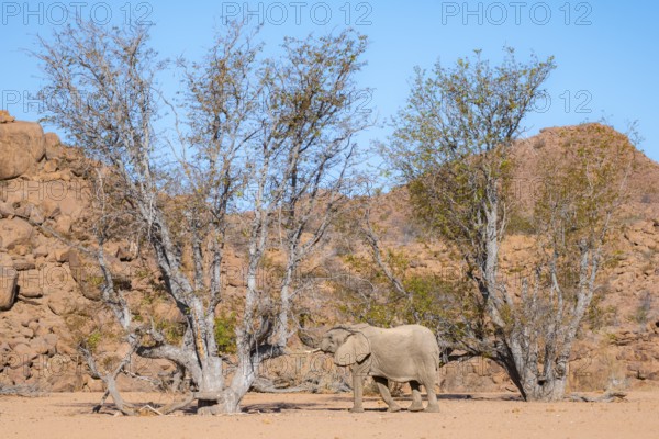 African elephant (Loxodonta africana), desert elephant in barren desert landscape, riverbed of the Ugab River, Damaraland, Erongo, Namibia