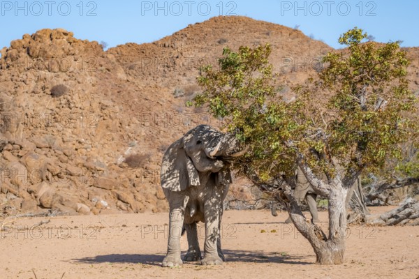 African elephant (Loxodonta africana), desert elephant in barren desert landscape, eating leaves in a tree with its trunk, riverbed of the Ugab River, Damaraland, Erongo, Namibia