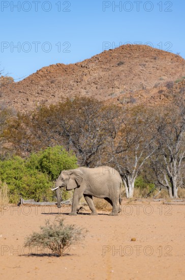 African elephant (Loxodonta africana), desert elephant in barren desert landscape, riverbed of the Ugab River, Damaraland, Erongo, Namibia