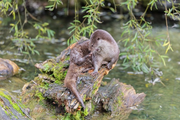 A Eurasian otter (Lutra lutra) grooms himself on a root of a tree with some moss on it lying in the water. Surrounded by water. Check Republic