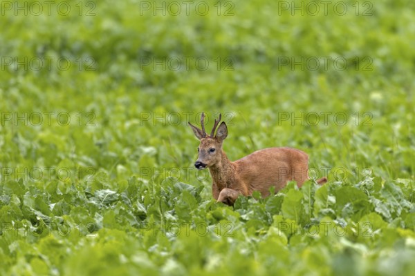 An old roebuck (Capreolus capreolus) purposefully follows the whistling of a doe ready to mate, leaf time, rut, roe rut, summer coat, Germany