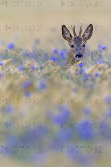 A roebuck (Capreolus capreolus) peers attentively out of a barley field with flowering cornflowers (Centaurea cyanus), eye contact, Germany