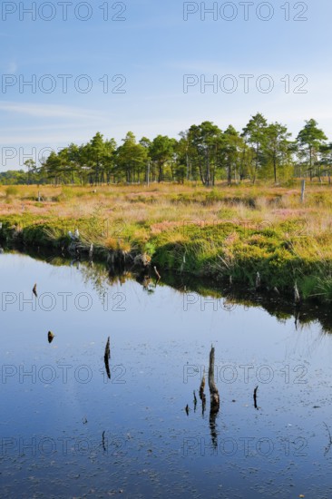 Pine forest and dead wood near Seelein in Pitzmoor in the Lüneburger Heide nature park Park near Schneverdingen, Lower Saxony, Germany