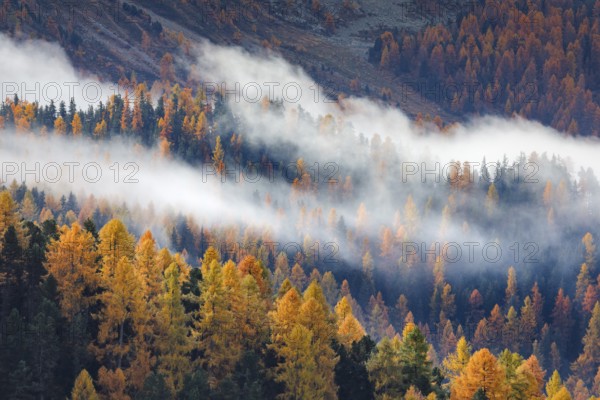 Coniferous forest with larch and spruce trees crossed by clouds of fog, Engadin, Canton of Graubünden, Switzerland