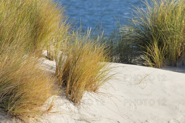 Sand dunes on the elbow on the island of Sylt, Germany
