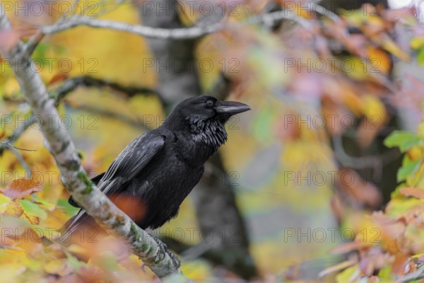 A common raven (Corvus corax) sits in an autumnal colored tree. Austria