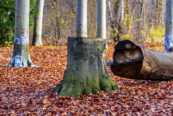 Protection against beaver damage, with whitish paint containing quartz sand, painted trees in the Berlin Tiergarten in Mitte, Berlin, Germany