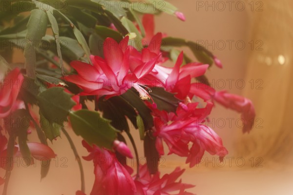 Christmas cactus (Schlumbergera truncata), blossoms, in studio, with alienation, North Rhine-Westphalia, Germany