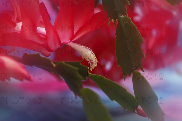 Christmas cactus (Schlumbergera truncata), flowers, in studio, North Rhine-Westphalia, Germany