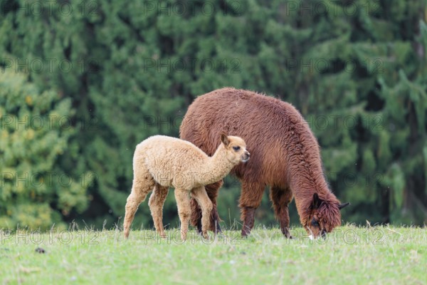 A young white alpaca (Vicugna pacos) stands next to its brown mother on a green meadow on hilly terrain. Captive, Slovakia