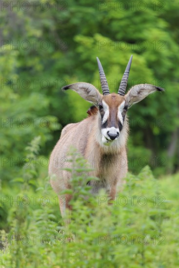 A roan antelope (Hippotragus equinus) stands in a green meadow with tall vegetation. South Africa