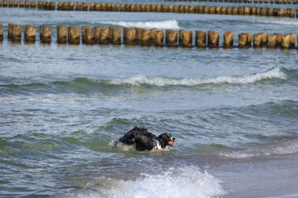 Dog, border collie fetches a ball from the Baltic Sea, Ahrtenshoop, Darß, Mecklenburg-Western Pomerania, Germany