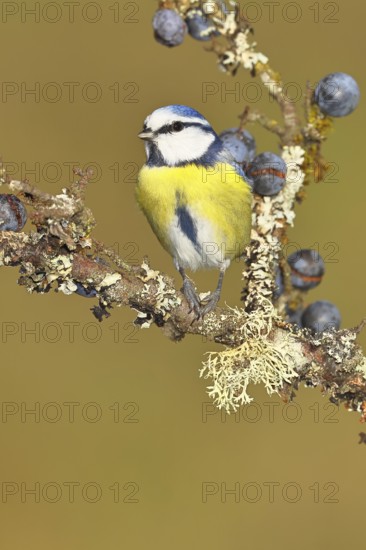 Blue tit (Parus caeruleus), sitting on a branch in a blackthorn bush, (Prunus spinosa), sloes, with ripe fruit, autumn, wildlife, animals, tit family, songbird, birds, Wilnsdorf, North Rhine-Westphalia, Germany