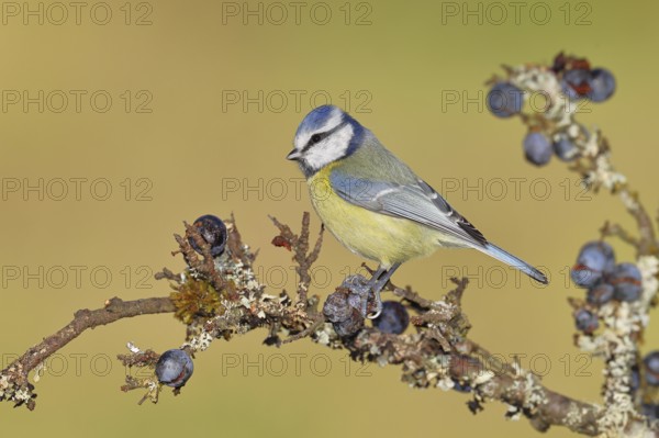 Blue tit (Parus caeruleus), sitting on a branch in a blackthorn bush, (Prunus spinosa), sloes, with ripe fruit, autumn, wildlife, animals, tit family, songbird, birds, Wilnsdorf, North Rhine-Westphalia, Germany