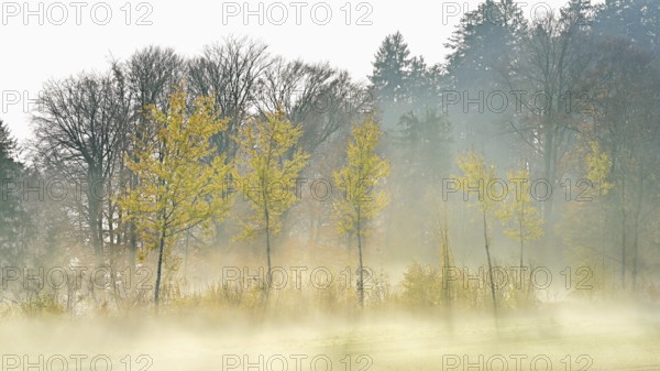 Autumnal birch trees (Betula pendula), in fog, Beinwil-Freiamt, Canton, Aargau, Switzerland