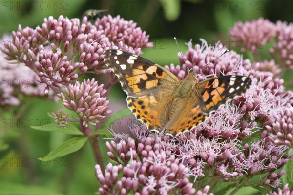 Safflower (Vanessa cardui) on a flower of the common water forest (Asteraceae) on a forest path, close-up, Wilnsdorf, North Rhine-Westphalia, Germany