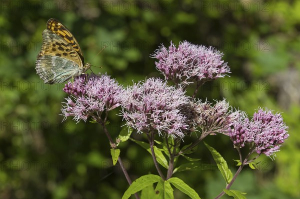 Pearl butterfly (Argynnis indet), butterfly on the flowers of a plant, close-up, wetland, Upper Bavaria, Bavaria, Germany