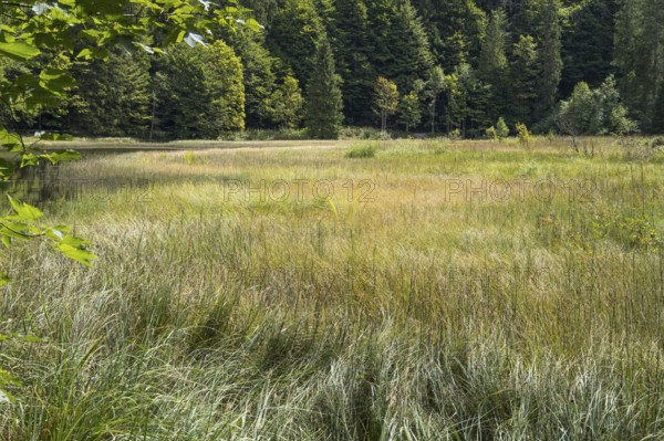 Landscape near Suttensee, wetland, Mangfall Mountains, Rottach-Egern, Upper Bavaria, Bavaria, Germany